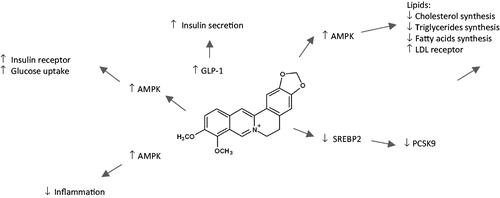 Figure 3. Main mechanisms of action of berberine on the components of metabolic syndrome. AMPK: 5' AMP-activated protein kinase; GLP-1: gut hormone glucagon-like peptide; LDL: low-density lipoprotein; PCSK9: proprotein convertase subtilisin/kexin type 9; SREBP-2: sterol regulatory element-binding transcription factor 2 [adapted with permission of Elsevier [Citation205]].