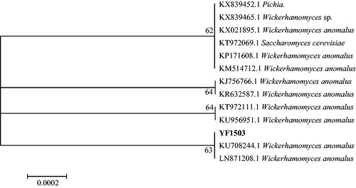 Figure 3. Phylogenetic tree of yeast strain YF1503.