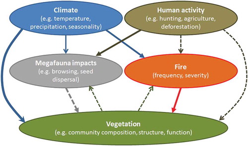 Figure 27. Conceptual model of top-down drivers of Late Quaternary vegetation dynamics mediated by biotic interaction. Arrow thickness reflects the hypothesised relative importance of each link. Dashed arrows represent poorly understood or studied relationships. Modified from Gill (Citation2014).