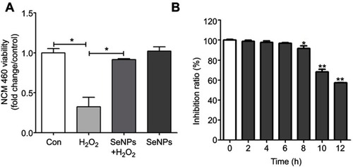 Figure 1 The viability of NCM460 cells treated with H2O2 and/or SeNPs. (A) NCM460 cells treated with 4 μg Se/mL of SeNPs for 12 hours before being challenged by 500 μM H2O2 for 6 hours. (B) NCM460 cells treated with 500 μM H2O2 for 2, 4, 6, 8, 10 or 12 hours. Cell viability was determined by CCK-8. All data were presented as mean ± SEM of three separate experiments. *P<0.05, **P<0.01.Abbreviations: H2O2, hydrogen peroxide; SeNPs, selenium nanoparticles; CCK-8, Cell Counting Kit-8; SEM, standard error of mean.