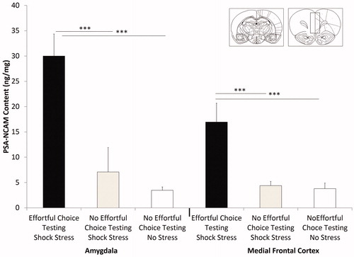 Figure 4. Effects of shock stress and effortful choice testing on PSA-NCAM. Rats that had effortful choice experience and shock stress exhibited significantly higher levels of PSA-NCAM in both the amygdala and medial frontal cortex relative to rats with no effortful choice testing and no stress and those that received shock stress alone. Inset shows matched coronal sections with approximate dissection boundaries for amygdala (left) and medial frontal cortex (right). Error bars denote mean + SEM. ***p < .0001.