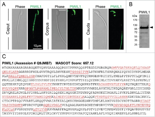 Figure 6. Immunolocalization of the PIWIL1 protein in mouse spermatozoa. (A) Mouse spermatozoa recovered from the caput, corpus, and cauda epididymis were labeled with anti-PIWIL1 antibodies followed by appropriate AlexaFluor-488 conjugated secondary antibodies. The cells were then viewed using confocal microscopy. Scale bar = 10 μm. (B) Antibody specificity was confirmed through immunoblotting of whole mouse testis lysate with anti-PIWIL1 antibodies followed by appropriate HRP-conjugated secondary antibodies. All experiments were replicated three times using independent samples and representative images are shown. (C) Additional supporting evidence for the presence of PIWIL1 was sought through the use of mass spectrometry. This analysis returned a high number of peptides that uniquely mapped to the PIWIL1 protein (underlined, red font).