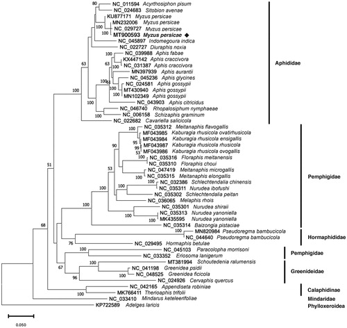 Figure 1. Maximum-likelihood phylogenetic tree inferred from 50 mitogenomes. Bootstrap support values > 50%, generated from bootstrap 1,000 replicates, are indicated next to the branches. Our Myzus persicae mitogenome is highlighted using bold and black diamond.