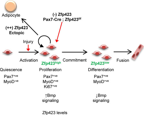 FIG 10 Model for the role of Zfp423 in adult muscle regeneration. During adult muscle regeneration, quiescent Pax7+ satellite cells do not express Zfp423, but activated cells begin to express Zfp423. After extensive proliferation, cells committed to myogenic differentiation downregulate Zfp423 and fuse to form myotubes. Loss of Zfp423 results in a delay of progression from the proliferative state to the myogenic differentiation state. Thus, Zfp423 controls the proliferation of adult satellite cells to affect muscle regeneration and myogenesis.