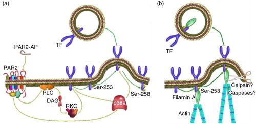 Fig. 4.  (a) The phosphorylation of Ser253 within the cytoplasmic domain acts to initiate the incorporation and release of TF within EVs. (b) The interaction between TF and filamin-A is required for the active incorporation of TF into EVs.
