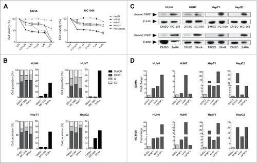 Figure 3. (A) Cell viability of HB cell lines and fibroblasts as evaluated by MTT assay after 48 h treatment with indicated concentrations of MC1568 and SAHA. Values represent means ± standard deviation of 3 independent experiments performed in duplicates. (B) Cell cycle distribution (left panel) and apoptosis (right panel) of liver tumor cell lines were analyzed by flow cytometry 48 h after treatment with vehicle (DMSO), 10µM of MC1568 and 1µM (HUH6, HepT1 and HepG2) or 2µM of SAHA (HUH7). (C) Western blot analysis for cleaved PARP in indicated HB cell lines after 48 h of treatment with DMSO, MC1568 and SAHA (concentrations as in B). (D) Expression levels of the tumor suppressor genes SFRP1, HHIP, and IGFBP3 in liver tumor cell lines after HDACi. Expression levels were measured after 48 h of treatment by qRT-PCR and normalized to the expression of the house-keeping gene TBP. Indicated are fold changes to the individual DMSO control.
