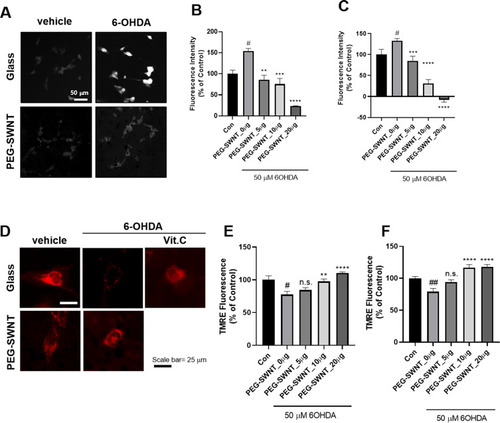 Figure 7 Antioxidant effect of PEG-SWNTs on SH-SY5Y cells. (A) SH-SY5Y cells were differentiated with 10 μM retinoic acid for seven days on either a PEG-SWNT-treated surface or a control glass coverslip. Each group was treated with a vehicle solution or 50 μM of 6-OHDA for 3 hours, after which DCF-DA was added and allowed to incubate for 45 min at 37°C; representative images were the captured. (B and C) The cells were seeded in 96-well plates and treated with different PEG-SWNT concentrations either simultaneously with 6-OHDA (B) or 1 hour prior to 6-OHDA treatment (C). Three hours after 6-OHDA treatment, DCF-DA was added and allowed to incubate, after which fluorescence intensity was detected with a fluorescence plate reader (See Materials and Methods for detail) (n=3 independent experiments; One-way ANOVA, #P<0.05 Con vs 6-OHDA; *P<0.05, **P<0.01, ***P<0.001, ****P<0.0001 6-OHDA vs 6-OHDA+PEG-SWNTs groups). (D) The differentiated cells were then seeded on either PEG-SWNT-coated surfaces or control glass coverslips. Each group was treated with vehicle or 50 μM of 6-OHDA for 6 hours, after which TMRE was added and allowed to incubate for an additional 15 min at 37°C. Fluorescent images were chosen randomly per each group. (E and F) The cells were seeded onto 96-well plates and treated with different PEG-SWNTs concentrations either simultaneously with 6-OHDA (E) or 1 hour prior to 6-OHDA treatment (F). Six hours after 6-OHDA treatment, 100 nM of TMRE was added and allowed to incubate for 15 additional minutes, after which the fluorescence intensity of each well was measured with a fluorescence plate reader (see the Materials and Methods for more details) (n=3 independent experiments; one-way ANOVA, #P<0.05, ##P<0.001 Con vs 6-OHDA; **P<0.01, ****P<0.0001 6-OHDA vs 6-OHDA+PEG-SWNTs).