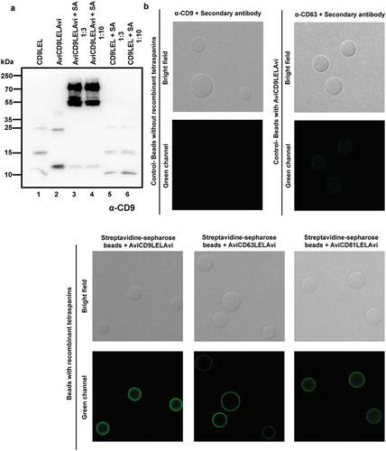 Figure 3. Biotinylation efficiency of recombinant tetraspanins. (a) Samples were run on 12% SDS-PAGE and CD9 was visualised using a specific monoclonal antibody (clone VJ 1/10) followed by a secondary goat anti-mouse antibody conjugated to HRP. Lane 1: 20 µL of non-biotinylated CD9LEL. Lane 3: 20 µL of AviCD9LELAvi. Lanes 3–4: 20 µL of AviCD9LELAvi and Streptavidin with a 3-fold molar excess and 10-fold molar excess, respectively. Lanes 5–6: 20 µL CD9LEL and Streptavidin with a 3-fold molar excess and 10-fold molar excess, respectively. (b) Representative images of streptavidin beads incubated with recombinant tetraspanins (lower panels) and stained with specific mAbs and secondary antibodies. Primary antibodies used were anti-CD9 (VJ 1/20), -CD63 (TEA 3/10) and -CD81 (5A6). Upper panels show negative controls obtained either by staining streptavidin beads not loaded with recombinant tetraspanins with both primary and secondary antibodies (upper pannel, right) or streptavidin beads incubated with AviCD9LELAvi recombinant tetraspanin and stained with unmatched anti-CD63 (TEA3/10) primary antibody. An optical section acquired with a Leica TCS-SP5 confocal microscope is shown.