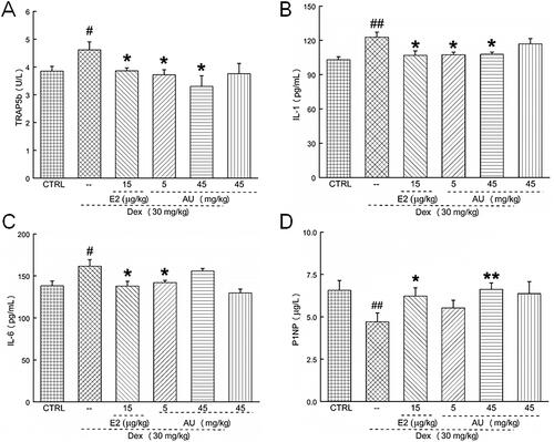 Figure 4. AU regulated the serum concentrations of (A) TRAP5b, (B) IL-1, (C) IL-6 and (D) P1NP in osteoporosis mice. Data are expressed as the means ± SEMs (n = 6) and were analysed using a one-way ANOVA. #p < 0.05 and ##p < 0.01 versus control mice; *p < 0.05 and **p < 0.01 versus OP mice. CTRL: control; Dex: dexamethasone; E2: oestradiol; AU: aucubin.