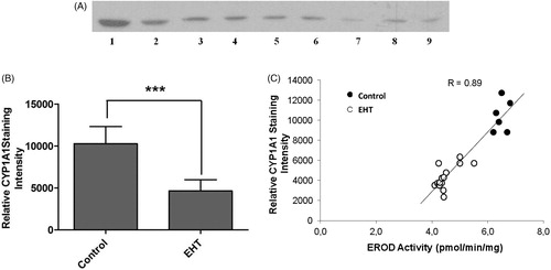 Figure 2. Effects of EH treatment on CYP1A1 protein level of rat liver. (A) Representative immunoblot of liver microsomal CYP1A1 protein in experimental control (lanes 1–2) and EHT (lanes 3–9) groups. (B) Comparison of CYP1A1 protein expression of the control (n = 10) and EHT treated (n = 30) groups. Experiments were repeated at least three times (n ≥ 3). ***Significantly different from respective control value (p < 0.0001). (C) Correlation between liver microsomal EROD activity and relative CYP1A1 protein expression in rat. The correlation coefficient (r = 0.89) was calculated by the least squares linear regression method. The solid line represents the line of best fit.