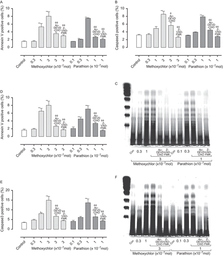 Figure 1.  Annexin-V (A: Jurkat T-cells; D: EL4 cells) and caspase-3 (B: Jurkat T-cells; E: EL4 cells) expression, and amount of DNA fragmentation (C: Jurkat T-cells; F: EL4 cells) in cells treated with parathion and methoxychlor. Annexin-V and caspase-3 expression values are expressed as mean (%) ± SD (n = 4 per group). Statistical significance indicated by asterisks: *p < 0.05 and **p < 0.01 compared with the control value (Dunnett’s multiple comparison test); Φp < .05 and ΦΦp < 0.01 compared with the high-dose treatment group (Dunnett’s multiple comparison test). For DNA fragmentation, molecular weight markers are shown on the left in C and F.