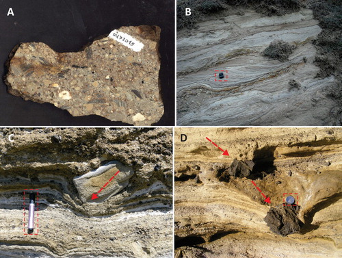 Figure 7. A – Pyroclastic breccia rich in accidental lithic fragments from an exhumed diatreme near Longland Station, Swinburn Plateau (Waipiata Volcanic Field). View is about 20 cm across; B – Base surge units of the Pigroot Hill Volcanic Complex along the Red Cutting Summit (Waipiata Volcanic Field). Camera bag is for scale (12 cm long); C – Ballistic bomb (arrow shows impact direction) causing impact sag on the phreatomagmatic pyroclastic successions of Motukorea/Browns Island (Auckland Volcanic Field). Pen is 14 cm long; D – Cauliflower-shaped bombs (arrows show impact directions) from the basal section of the Orakei Basin maar (Auckland Volcanic Field). Arrows point to the impact direction (50c coin is for scale).