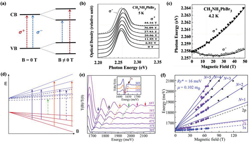 Figure 1. (a) A schematic view of Zeeman splitting in the magnetic field with the selection rules for circular polarizations. (b) Magneto-absorption spectra of MAPbBr3 in the Faraday configuration. The spectra are shown for σ+ polarization (solid lines) and σ− polarization (dashed line). (c) Energy shifts as functions of the magnetic field in the Faraday configuration for MAPbBr3. (b) and (c) Reproduced with permission from ref [Citation40]. Copyright 2003, Elsevier Ltd. (d) A schematic view of the Landau levels (solid lines) and excitonic states (dashed lines) as a function of magnetic field. Reproduced with permission from ref [Citation41]. Copyright 2016, Royal Society of Chemistry. (e) Sequences resonant absorption features in MAPbI3 showing the free carrier Landau levels correspond to minima. (f) Fan chart plot of exciton and Landau-level energies as a function of magnetic field in MAPbI3. The solid lines and the dashed lines are the fits to the set of Landau levels and the exciton transitions, respectively. Reproduced with permission from ref [Citation42]. Copyright 2017, Royal Society of Chemistry.