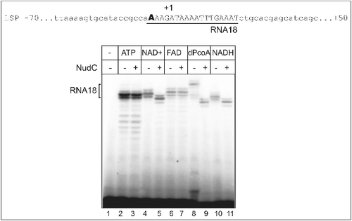 Figure 2. Human mitochondrial RNAP (hmRNAP) incorporates ADP analogs in vitro. A partial sequence of the light strand promoter (LSP) is shown, with the initially transcribed sequence underlined. For the assay, 50 nM TFAM, 50 nM hmRNAP, 50 nM TFB2M (purified as described in [Citation23]) were combined with 50 nM of linear DNA fragment containing LSP promoter (positions -70 to +50) in 10 µl of transcription buffer (40 mM Tris pH 8.0, 10 mM MgCl2, 10 mM DTT), then ATP or ADP analogs were added to the final concentration of 1mM. Transcription was initiated by the addition of 10 mM MgCl2, 50 µM ATP, 300 µM GTP, 10µM [α32P]-UTP, 25 Ci/mmol (Hartmann Analytic). After 30 min incubation at 37°C, 500 nM NudC was added to half of the reactions and incubated for additional 15 minutes at 37°C. Transcripts modified with NAD+, NADH and DP-CoA (but not ATP or FAD) were susceptible to NudC (lanes 5,9,11) judging from increased mobility of the products. Reactions were stopped by the addition of formamide-containing loading buffer. Products were separated on denaturing polyacrylamide gels (20% acrylamide, 3% bis-acrylamide, 6M urea, 1xTBE), revealed by PhosphorImaging (GE Healthcare), and analysed using ImageQuant software (GE Healthcare).