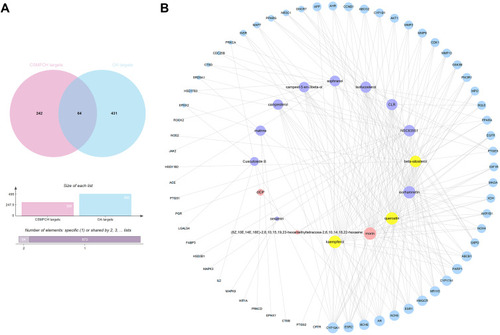 Figure 5 CSMFCH-OA common-target network. (A) Intersection of Venn diagram: 64 targets are common to CSMFCH and OA. (B) Common-target network, including 80 nodes and 218 edges. The size of the circle represents the node degree of the target protein. Purple nodes and pink nodes stand for bioactive components from CS and MF, respectively. Yellow node stands for the common components from CS and MF. Blue nodes stand for targets.