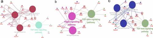 Figure 6. Interaction network analysis to DRGs by Cytoscape (a) DF2 VS DFSCs group, TGF-β signaling pathway worked with WNT signaling pathway, signaling pathways Regulating the Pluripotency of Stem Cells and Hippo pathway through Id3, Bmp4, Bmp2 and Bambi. (b) DF8 VS DFSCs group, TGF-β signaling pathway worked with WNT signaling pathway and Hippo pathway through Smad7, Bmp4, Bmp2, TGFβ2 and Bambi. (c) DF18 VS DFSCs group, TGF-β signaling pathway worked with WNT signaling pathway, signaling pathways Regulating the Pluripotency of Stem Cells and Hippo pathway through Id3, Bmp4, Bmp2 and Bambi, Smad3 and TGFβR1. (The green color represented the most enriched pathways)