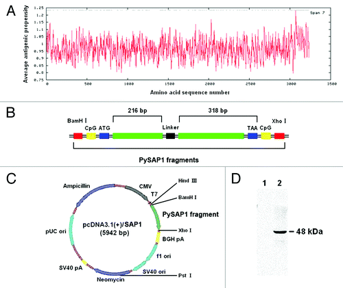 Figure 1. Construction of the recombinant DNA vaccine pcDNA3.1(+)/SAP1. (A) Prediction of the antigenic peptides of PySAP1. (B) Design of the PySAP1 gene fragment. The predicted antigenic polypeptides of amino acids 3063–3227 were constructed in two fragments linked with a linker sequence of five glycines. Outside the initiation codon (ATG) and termination codon (TAA), two CpG motifs were included to enhance immune responses. (C) Construction of the recombinant DNA vaccine pcDNA3.1(+)/SAP1 with the PySAP1 expression directed by the CMV promoter. (D) western blot analysis of the GST-PySAP1 fusion protein. The recombinant GST-PySAP1 expressed in bacteria as the 48 kDa protein band was separated in a 10% SDS-PAGE gel and the blots were probed with control sera from mice immunized with the pcDNA3.1(+)/CpG (lane 1) and sera from mice immunized with pcDNA3.1(+)/SAP1 (lane 2).