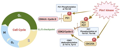 Figure 1. Graphical illustration of Pim1 kinase role during the cell cycle G1/S phase.