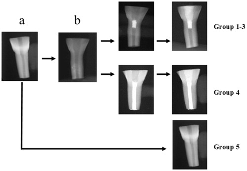 Figure 1. Flow-chart showing teeth preparation. Bovine incisors were first sectioned to standard a certain crown/root ratio (a). Canals were thereafter prepared to simulate immature teeth (b). These teeth were divided to groups (1–4) according to the filling material used (1: MTA, 2: Biodentine, 3: TotalFill, 4: Gutta-percha). Some sectioned teeth, remained unprepared and served as controls (group 5).