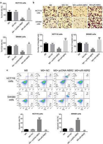 Figure 4. The lncRNA NBR2 inhibited the proliferation and metastasis of HCT116 and SW480 cells. A) The proliferation of HCT116 and SW480 cells was detected by CCK8 assay (*P < 0.05, vs. M0; **P < 0.01, vs. M0; respectively). B) The migration ability of HCT116 and SW480 cells was evaluated by Transwell assay (**P < 0.01, vs. M0). C) The apoptosis of HCT116 and SW480 cells was determined by the flow cytometry assay (**P < 0.01, vs. M0)