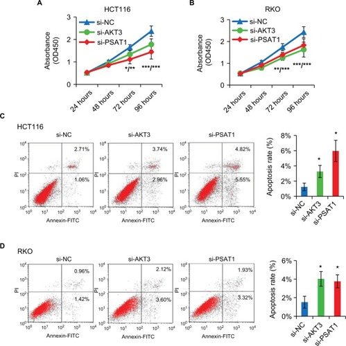 Figure 7 Knockdown of AKT3 and PSAT1 recapitulates the effects of miR-424 in CRC cells.Notes: (A, B) Specific siRNA knockdown of AKT3 or PSAT1 in HCT116 (A) and RKO (B) cells was evaluated by CCK-8 assays at the time indicated. The results are presented as the mean ± SD of the values obtained in three independent experiments. (C, D) Apoptosis of HCT116 and RKO cells was noticeably accelerated following transfection with si-AKT3 or si-PSAT1, compared to si-NS control. The values are shown as mean ± SD of three independent experiments. *P<0.05; **P<0.01; ***P<0.001.Abbreviations: AKT3, AKT serine/threonine kinase 3; CRC, colorectal cancer; FITC, fluorescein isothiocyanate; NS, not significant; si-AKT3, AKT3-specific siRNA; Si-NS, nonspecific siRNA; si-PSAT1, PSAT1-specific siRNA.