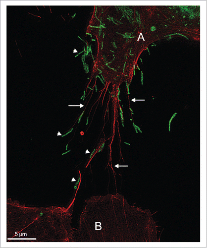 Figure 1. Filopodia-driven RSV cell-to-cell spread. A549 cells were infected with RSV wild type at a multiplicity of infection of 1 for 24 hr. Cells were fixed, permeabilized, and immunostained for RSV F (green) by incubating with mouse monoclonal antibody specific for the RSV F protein (abcam, ab43812) followed by incubating with the secondary antibody anti-mouse AlexaFluor488 (Life Technologies). The cells were further stained with rhodamine phalloidin (Cytoskeleton Inc.) to detect F-actin (red). Images were collected on a Leica TCS SP8 STED 3X system (Leica Microsystems) as described in.Citation7 This image illustrates that the filopodia (indicated by arrows) of the RSV-infected cell (labeled A) appear to convey RSV particles (indicated by arrow heads) to a neighboring cell (labeled B).