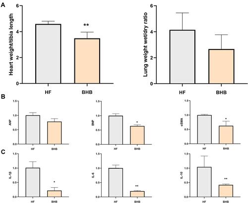 Figure 2 BHB improved cardiac inflammation in HFpEF mice. (A) The heart weight/tibia length ratio and lung weight wet/dry ratio were measured. (B) The fibrotic mRNA expression of ANP, BNP and αSMA were measured using qPCR. (C) The inflammatory mRNA expression of IL-1β, IL-6 and IL-10 were measured using qPCR. *p<0.05, **p<0.01.