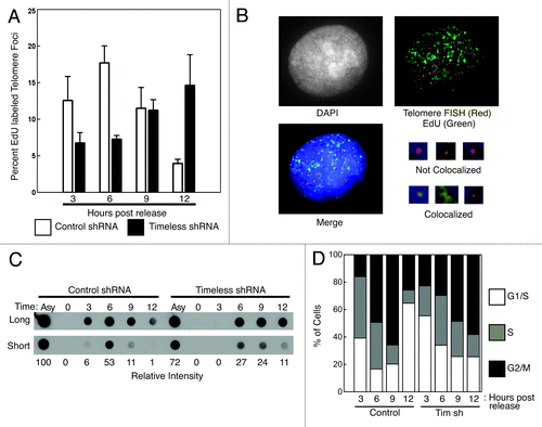 Figure 7. Telomere replication is profoundly delayed when Timeless is depleted. (A) Timeless depletion caused a profound delay in telomere replication timing. HeLa cells expressing control or Timeless shRNA were synchronized by thymidine at the beginning of S-phase and released. Cells were incubated with EdU for 30 min prior to the time point and processed for EdU detection and telomere-FISH (telomere-PNA probe). Foci containing both EdU and telomere signals were scored as telomere replication foci. Percentages of telomere replication signals over total telomere signals were obtained. Data were obtained from three independent experiments, and error bars represent standard deviations. At least 400 foci were counted for each experiment. (B) Representative image of stained cells with replicating (colocalized EdU and telomere signals) and non-replicating (not colocalized) telomere foci are shown. (C) Timeless depletion caused a mild delay in bulk BrdU incorporation. To assess the rate of DNA replication, cells used in A were also incubated with BrdU for 30 min at the indicated times after the release from a double thymidine block. Genomic DNA was fixed on nitrocellulose membrane to monitor the incorporation of BrdU by western blotting using an anti-BrdU antibody. Relative intensities of signals are shown below. Asy: Asynchronous cells. (D) Cell cycle analysis of cells used for telomere replication assays in (A and B).