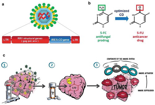 Figure 1. Toca 511 design and mechanism of action: (a) Toca 511 is a retroviral replicating vector (RRV) based on an amphotropic mouse gamma-retrovirus which also encodes an optimized yeast cytosine deaminase (CD) and preferentially infects tumors (LTR: long terminal repeat sequences, gag/pol/env: retroviral structural genes, IRES-CD: transgene expression cassette consisting of internal ribosome entry site linked to CD gene). (b) Upon 5-FC administration, optimized CD metabolizes the antifungal prodrug Toca FC (a proprietary formulation of 5-FC) to the active anticancer drug 5-FU directly within infected cancer cells. (c) Illustration of mechanism of action of Toca 511 and Toca FC causing antitumor immune activation via the tumor microenvironment: (1) Gamma-retrovirus Toca 511 selectively infects tumor, persists, and further spreads through tumor while delivering the CD gene; (2) Toca FC prodrug locally converts to 5-FU chemotherapeutic drug within the tumor, killing cancer cells and resulting in activation of antigen-presenting cells and T cell priming; (3) ‘Bystander effect’ of locally generated intratumoral 5-FU also eliminates adjacent immunosuppressive myeloid cells (myeloid-derived suppressor cells (MDSCs) and tumor-associated macrophages (TAMs)), thereby activating antitumor immunity