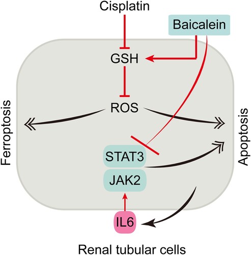 Figure 6. Schematic model for the mechanism of action under cisplatin nephrotoxicity. Cisplatin induces both apoptosis and ferroptosis in renal tubular cells by disrupting GSH metabolism leading to apoptosis and ferroptosis. Targeting JAK/STAT3 and/or GSH repletion using baicalein attenuates tubular cell apoptosis and ferroptosis and inhibits cisplatin nephrotoxicity.