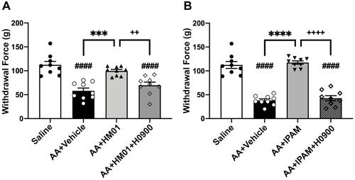 Figure 4 Effects of HM01 and ipamorelin (IPAM) on acetic acid (AA) induced increased somatic hypersensitivity. (A) Rats that received colonic acetic acid infusion (n=9) had a significantly decreased in withdrawal threshold to probing with the von Frey filament when compared to rats receiving colonic saline infusions (n=9). Treatment with HM01 (1.0 mg/kg, p.o.) (n=9) restored the withdrawal threshold, whereas administration of the selective ghrelin antagonist H0090 (30 mg/kg, p.o.) (n=9) reversed the antinociceptive effects of HM01. (B) Rats that received colonic acetic acid infusion (n=9) had a significantly decreased in withdrawal threshold to probing with the von Frey filament when compared to rats receiving colonic saline infusions (n=9). Treatment with IPAM (1.0 mg/kg, i.v.) (n=9) significantly increased the withdrawal threshold, whereas administration of the selective ghrelin antagonist H0090 (30 mg/kg, p.o.) (n=9) reversed the antinociceptive effects of IPAM. Data are expressed as mean ± SEM. Statistical significance was determined using One-Way ANOVA followed by a Tukey’s multi-comparisons post-test, ####p<0.0001 compared to Saline; ***p<0.001, ****p<0.0001 compared to AA+Vehicle, ++p<0.01, ++++p<0.0001 compared to AA+HM01+H0900 or AA+IPAM+H0900.