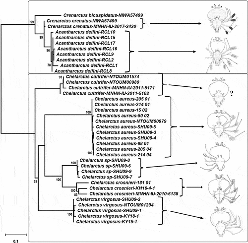 Figure 2. Maximum likelihood phylogenetic tree obtained from the concatenated alignment using 18S, 16S and COI genes of Chelarctus and Crenarctus specimens. Samples are detailed in the supplementary table except for the RCL larvae (see Palma et al. Citation2011). Larval images adapted from Johnson (Citation1971), Baez (Citation1973), Webber and Booth (Citation2001) and Ueda et al. (Citation2021). Only significant bootstrap values (>70) are shown.