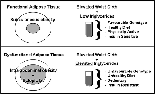 Figure 3.  The combination of an increased waist girth along with elevated plasma triglycerides is a good clinical marker of excess intra-abdominal adipose tissue accumulation and might represent a simple and inexpensive screening tool to identify patients with features of the metabolic syndrome.