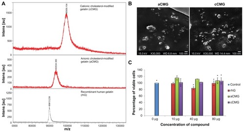 Figure 3 (A) MALDI-TOF mass spectra of the polymeric micelles, aCMG and cCMG. The masses of the cholesterol-modified gelatins were compared with that of native rhG to confirm the synthesis. (B) SEM images of aCMG and cCMG micelles. Samples were at a concentration of 1 mg/mL. Scale bar = 100 nm. The hydrodynamic size of the polymeric micelles estimated by DLS was larger than that observed by SEM. This discrepancy in size can be attributed to shrinkage of the particles during air-drying prior to SEM analysis. (C) Cytotoxicity of the polymeric micelles aCMG and cCMG versus native rhG (control) in DC 2.4 cells at concentrations of 10, 40, and 80 μg.Notes: The cells were incubated with the polymers for 24 hours. Data are presented as the mean ± SD (n = 3); *P > 0.05.Abbreviations: aCMG, anionic cholesterol-modified gelatin; cCMG, cationic cholesterol-modified gelatin; DCs, dendritic cells; MALDI-TOF, matrix-assisted laser desorption/ionization time-of-flight mass spectrometry; rhG, recombinant human gelatin; SD, standard deviation; SEM, scanning electron microscopy.