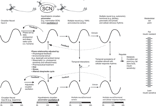 Figure 2. Circadian metabolistat and blueprint for regulation of metabolism.