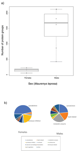 Figure 2. a) Boxplot showing the number of protein groups identified in mental gland secretions (based on iBAQ) for each sex in Mauremys leprosa. b) Functions for Top30 proteins in males and females of M. leprosa. Most numerous categories are highlighted (i.e. cytoskeleton and protease inhibitor in females; cytoskeleton, lipid related and metabolic enzymes in males).