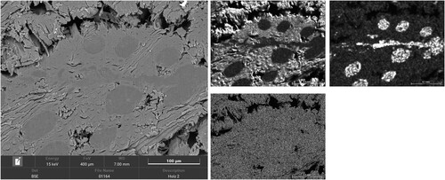 Figure 11. Adhesive joint Sample 2: Detail section 3 from – SE image left, BSE image right; Element distribution of O, C, and Si measured with EDX.