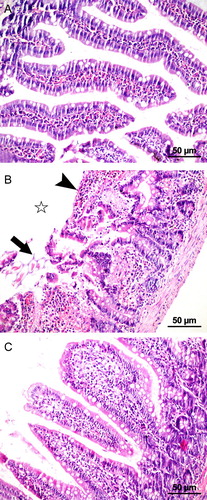 Figure 1 Microscopic images of the jejunum showing the histopathological samples of laparotomy (A), IR (B), and IR + PG (C) groups (H&E, 200×). (A) Mucosa with normal villous formation. (B) Disintegration of the villous (star), capillary dilatation, ulceration of lamina propria (arrow), capillary dilatation, infiltration, and hemorrhage (arrowhead) after IR injury. (C) Restitution of jejunal mucosa in the pomegranate-applied group.
