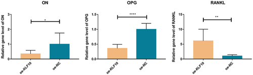 Figure 6. The effect of KLF10 over expression on mRNA expression of ON, OPG and RANKL.