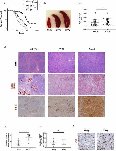 Figure 2. KOTg mice show significantly shorter lifespans, increased splenomegaly, and increased lymphoma cell proliferation compared with WTTg mice. (a) Survival curves of WTnTg, WTTg, and KOTg mice, n = 82, 67, and 69 respectively. ** p < 0.01, *** p < 0.001, Log-rank test. (b) Representative photographs of spleens of age-matched WTnTg, WTTg, and KOTg mice. (c) Spleen weights of WTTg and KOTg mice with lymphoma at pre-terminal stage, n = 20 and 25, respectively. (d) Photomicrograph of representative sections from spleens of WTnTg, WTTg, and KOTg mice stained with haematoxylin and eosin (H&E) (40X magnification); and immunohistochemistry stains with anti-BCL-6 and anti-CD138 or anti-IRF4 antibodies (100X magnification). Scale bars are 100 µm. (e) The percentage of Ki-67+ CD19+ lymphoma cells in WTTg (n = 4) and KOTg (n = 6) spleens as determined by flow cytometry. (f) Number of Cleaved Caspase-3 (CC3)+ lymphoma cells derived from WTTg and KOTg spleens as determined by immunohistochemistry, n = 3 and 4, respectively. (g) Photomicrograph of representative sections from spleens of WTTg and KOTg mice immunohistochemistry stained with anti-CC3 antibody. For (c), (e) and (f), data show mean ± SD; student t-test was used for data analysis: * p < 0.05; ns: no significant difference.