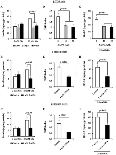 Figure 4. Suppression of GAD67 activity blocks GSIS from β-cells and young and aged islets. (A) Effect of 3-MPA (0, 10, and 50 μM) on GSIS from β-TC6 cells. (B) GSIS from 3 month old islets with or without 1 mM 3-MPA. n = 3 mice. (C) GSIS from 24 month old islets with or without 1 mM 3-MPA. n = 3 mice. (D) Comparison of GSIS indices determined in figure (A). (E) Comparison of GSIS indices measured in figure (B). (F) Comparison of GSIS indices measured in (C). Insulin concentrations were determined by ELISA. GSIS indices were calculated as the ratio of secreted insulin level stimulated with 25 mM glucose to that stimulated with 3 or 5 mM glucose. High (25 mM) glucose-induced secreted GABA concentration normalized by total protein levels from β-TC6 cells (G), young (H) and aged (I) islets in the absence or presence of 3-MPA. Three independent experiments for β-TC6 cells and three mice of each age group were included.