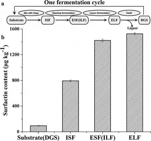 Figure 3. Scheme of Moutai liquor fermentation process (a) and surfactin contents throughout the fermentation process (b). ISF (Initial of stacking fermentation), ESF (End of stacking fermentation), ILF (Initial of liquor fermentation), ELF (End of liquor fermentation), DGS (Distilled grains)