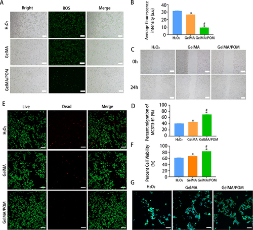 Figure 3 Antioxidant properties of POM or hydrogel. (A) DCFH-DA assay showing intracellular ROS of MC3T3-E1 after incubation with POM in the presence of H2O2 (100 μM). (B) Quantification analysis of DCFH-DA staining (*And #Indicate p < 0.05 in comparison with the H2O2 group and GelMA group, respectively.) (C) Cell capacity of migration (scratch test). (D) Quantitative analysis of percent migration in scratch assay. (*And #Indicate p < 0.05 in comparison with the H2O2 group and GelMA group, respectively.) (E) Live/dead staining showing MC3T3-E1 cell viability after culturing on hydrogel in the presence of H2O2. (F) Quantification analysis of live cells. (*And #Indicate p < 0.05 in comparison with the H2O2 group and GelMA group, respectively.) (G) LSCM images showing MC3T3-E1 cultured on different hydrogels following H2O2 treatment. (n = 3, each group). (H2O2, cells cultured on the tissue culture plate with H2O2). Scale bar: 200 μm (A), 200 μm (C), 100 μm (E) and 100 μm (G).