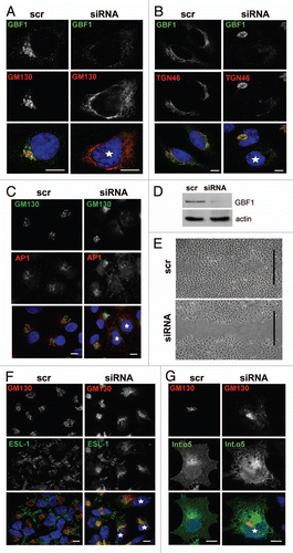 Figure 1 Effects of GBF1 depletion in mammalian cells. (A–C and F) HeLa cells were transfected with scrambled (scr) or anti-GBF1 siRNA (siRNA) and after 72 h were either processed for IF with the indicated antibodies. (D) HeLa cells were transfected with scrambled (scr) or anti-GBF1 siRNA (siRNA) and after 72 h were lysed and cell lysates processed by SDS-PAGE and immunoblotted to assess depletion of GBF1. (E) HeLa cells were transfected with scrambled (scr) or anti-GBF1 siRNA (siRNA) and after 72 h cells were removed from the middle of the plate by scraping and the wound analyzed 12 h later. (G) HeLa cells were transfected with GFP-tagged integrin-α5 for 12 h following transfection with either scrambled siRNA (scr) or anti-GBF1 siRNA (siRNA) for 48 h. Cells were then processed for IF with the indicated antibodies. Examples of depleted cells are marked with asterisks. Nuclei were stained with Hoechst. Bars in (E) indicate the site of the wound. Bars, 10 µm. GBF1 depletion is efficient (D) and causes tubulation of the cis-Golgi (A), disrupts the TGN (B), inhibits membrane recruitment of the AP-1 clathrin adaptor (C), inhibits trafficking of the adhesion proteins ES L-1 (F) and integrin-α5 (G) and inhibits cell migration (E).