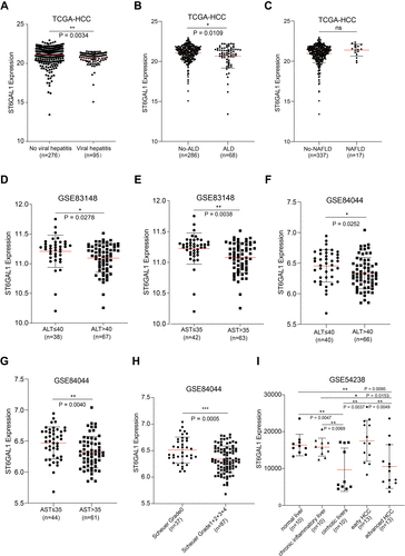 Figure 5 The association between ST6GAL1 mRNA expression and liver inflammation status. (A–C) ST6GAL1 expression of HCC tissues in no-viral hepatitis (VH) and VH groups (A), no-alcoholic liver disease (ALD) and ALD groups (B), and no-non-alcoholic fatty liver disease (NAFLD) and NAFLD groups (C) in the TCGA-HCC database; (D and E) Correlation between ST6GAL1 mRNA expression and alanine aminotransferase (ALT, (D)), and aspartate aminotransferase (AST, (E)) levels in the GSE83148 dataset; (F and G) Correlation between ST6GAL1 mRNA expression and ALT (F) and AST (G) levels in the GSE84044 dataset; (H) Expression of ST6GAL1 among hepatitis patients with Scheuer grades of G0, G1-G4 in the GSE84044 dataset; (I) ST6GAL1 expression of normal liver, chronic inflammatory liver, cirrhotic livers, early HCC, and advanced HCC in GSE54238 dataset. *p < 0.05, **p < 0.01, ***p < 0.001.