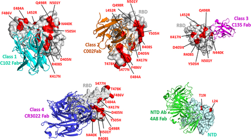 Figure 4 The model represents the interaction of RBD-specific classes of human neutralizing antibodies with RBD and NTD of the spike protein of SARS-CoV-2 and the depiction of the effect of RBD substitutions on binding to up, up/down conformation RBD. Mutation sites have been shown in red-colored spheres.