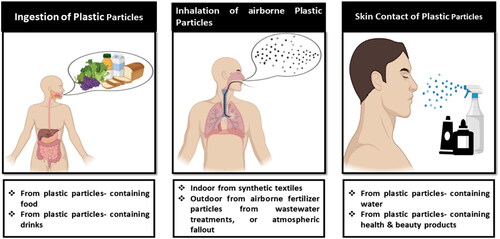 Figure 4. Three main routes by which plastic particles enter the body: Inhalation, ingestion, and skin contact.