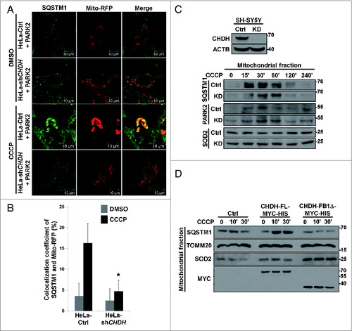 Figure 5. CHDH recruits SQSTM1 onto mitochondria during mitophagy. (A and B) HeLa-Ctrl and HeLa-shCHDH cells were transfected with Mito-RFP and FLAG-PARK2 and treated with 10 μM CCCP for 4 h. Following immunostaining with a SQSTM1 antibody, cells were examined under a confocal microscope (A) and the colocalization coefficient (%) of SQSTM1 and Mito-RFP was determined. Bars represent the mean ± SD, *P < 0.0001 (B). (C) SH-SY5Y-Ctrl and SH-SY5Y-shCHDH stable cells were treated with 20 μM CCCP for the indicated times and mitochondria were purified and analyzed by western blotting using the indicated antibodies. (D) HEK293T cells were transfected with CHDH-FL or CHDH-FB1Δ and then treated with 10 μM CCCP for the indicated times. Cell extracts were fractionated to isolate mitochondria followed by western blot analysis.