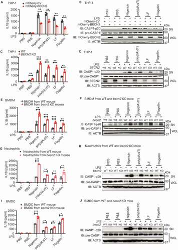 Figure 1. BECN2 negatively regulates inflammasome activation and IL1B production. (A and B) PMA pre-treated mCherry-EV and mCherry-BECN2 overexpressed THP-1 cells were primed with LPS (200 ng/ml) for 3 h, and then stimulated with nigericin (1 μM, 6 h), poly(dA:dT) (1 μg/ml, 6 h), anthrax lethal factor (LF) (1 μg/ml, 4–6 h), or flagellin (20 μg/ml, 6–8 h), respectively. IL1B production in supernatants (SN) was examined by ELISA (A). Protein levels of pro-CASP1 in whole cell lysates (WCL) and cleavage CASP1 in SN were detected using immunoblotting (B). (C and D) PMA pre-treated WT and BECN2 KO THP-1 cells were primed with LPS (200 ng/ml) for 3 h, and then stimulated with nigericin (1 μM, 6 h), poly(dA:dT) (1 μg/ml, 6 h), anthrax lethal factor (LF) (1 μg/ml, 4–6 h), flagellin (20 μg/ml, 6–8 h). IL1B production in SN was examined by ELISA (C). Protein levels of pro-CASP1 in WCL and cleavage of CASP1 in SN were detected using immunoblotting (D). WT and Becn2-deficient mouse BMDM (E and F), peritoneal neutrophils (G and H), and bone marrow-derived dendritic cells (BMDC) (I and J) were primed with LPS (100 ng/ml, 3 h), and then stimulated with nigericin (1 μM, 6 h), poly(dA:dT) (1 μg/ml, 6 h), anthrax lethal factor (LF) (1 μg/ml, 4–6 h), flagellin (20 μg/ml, 6–8 h). IL1B production in SN was examined by ELISA (E, G, I). Protein levels of pro-CASP1 in WCL and cleaved CASP1 in supernatants (SN) were detected using immunoblotting (F, H, J). *P < 0.05, **P < 0.01, ***P < 0.001. (Student’s t-test). Data are plotted as mean ± s.e.m. of three independent experiments.