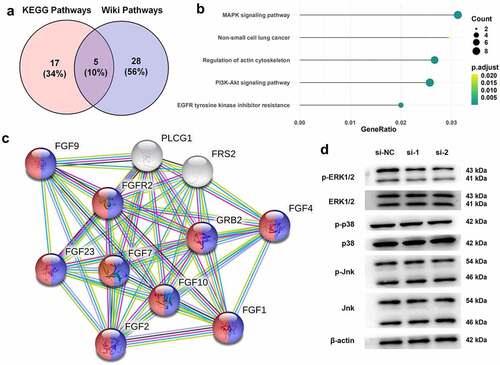 Figure 4. Regulation between FGFR2 and ERK signaling pathway in ESCs. (a) KEGG and Wiki pathway enrichment analyzes were performed for analyzing endometriosis-related genes. (b) The overlapped five signaling pathways were shown in bubble diagram. (c) The interaction between FGFR2 and MAPK signaling pathway proteins were constructed by STRING database. (d) Expression of ERK1/2, p38, and Jnk in ESCs following the transfection of FGFR2 siRNAs (si-1 and si-2) or si-NC was detected by western blotting.